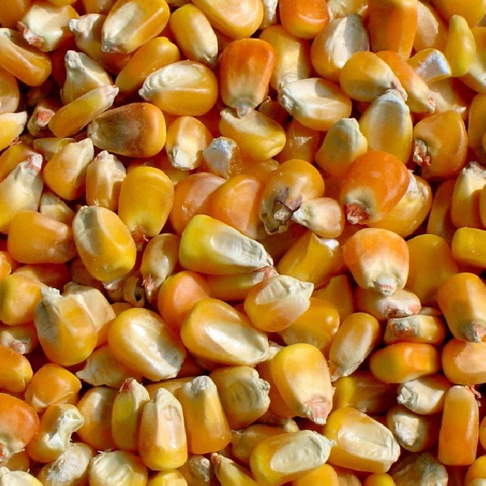 Corn_700