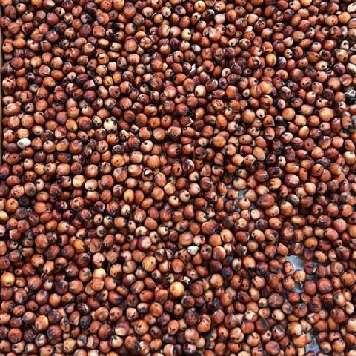 Sorghum_700