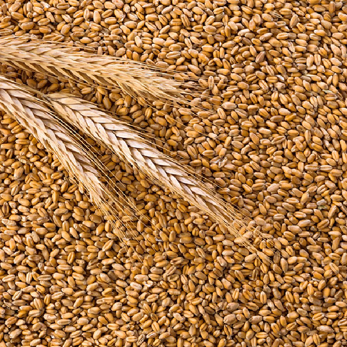 Wheat_700 (1)
