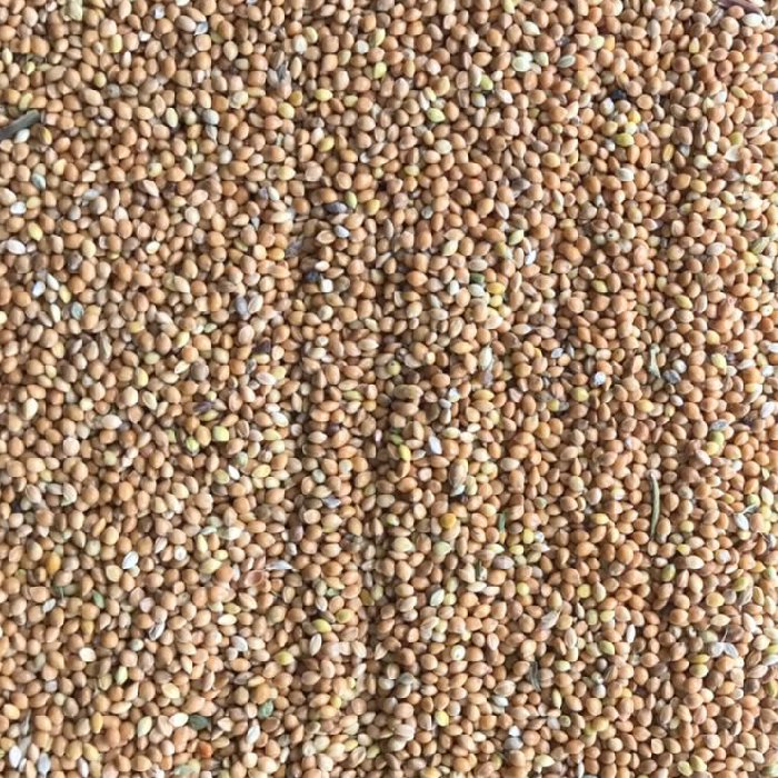 Yellow_millet_700